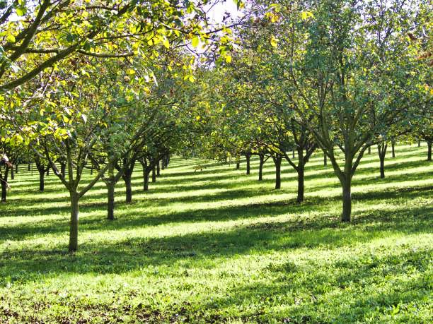 Noyer Franquette Juglans Regia Bio - Noix Bio du Périgord