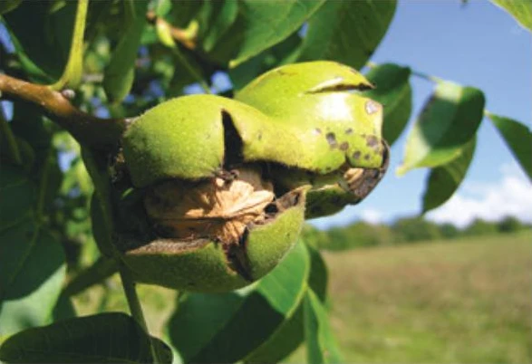 Bénéfices pour la santé de manger des noix bio?