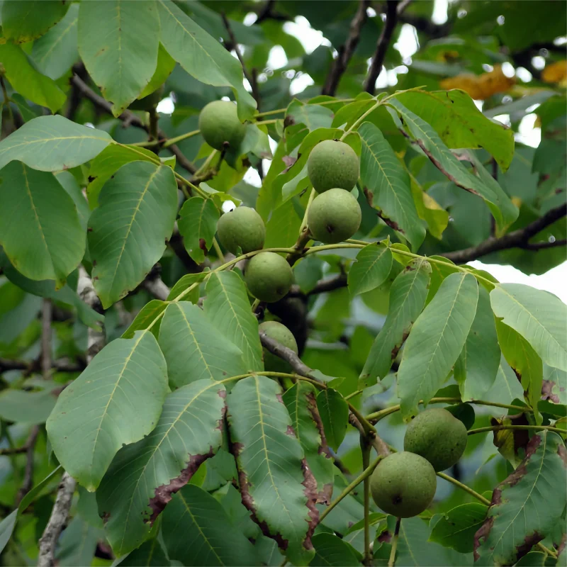 Noyer Franquette Juglans Regia Bio - Noix Bio du Périgord